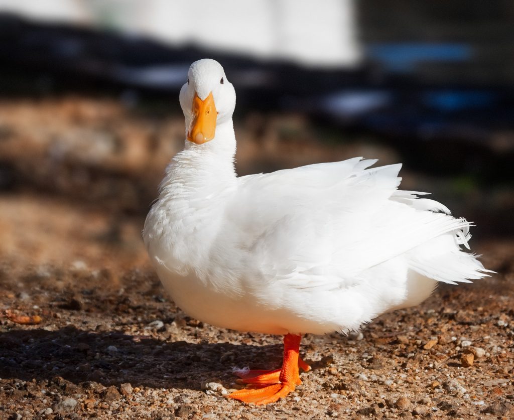 canard domestique