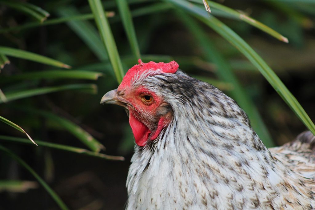 plantes toxiques pour poules