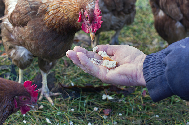 donner du pain aux poules