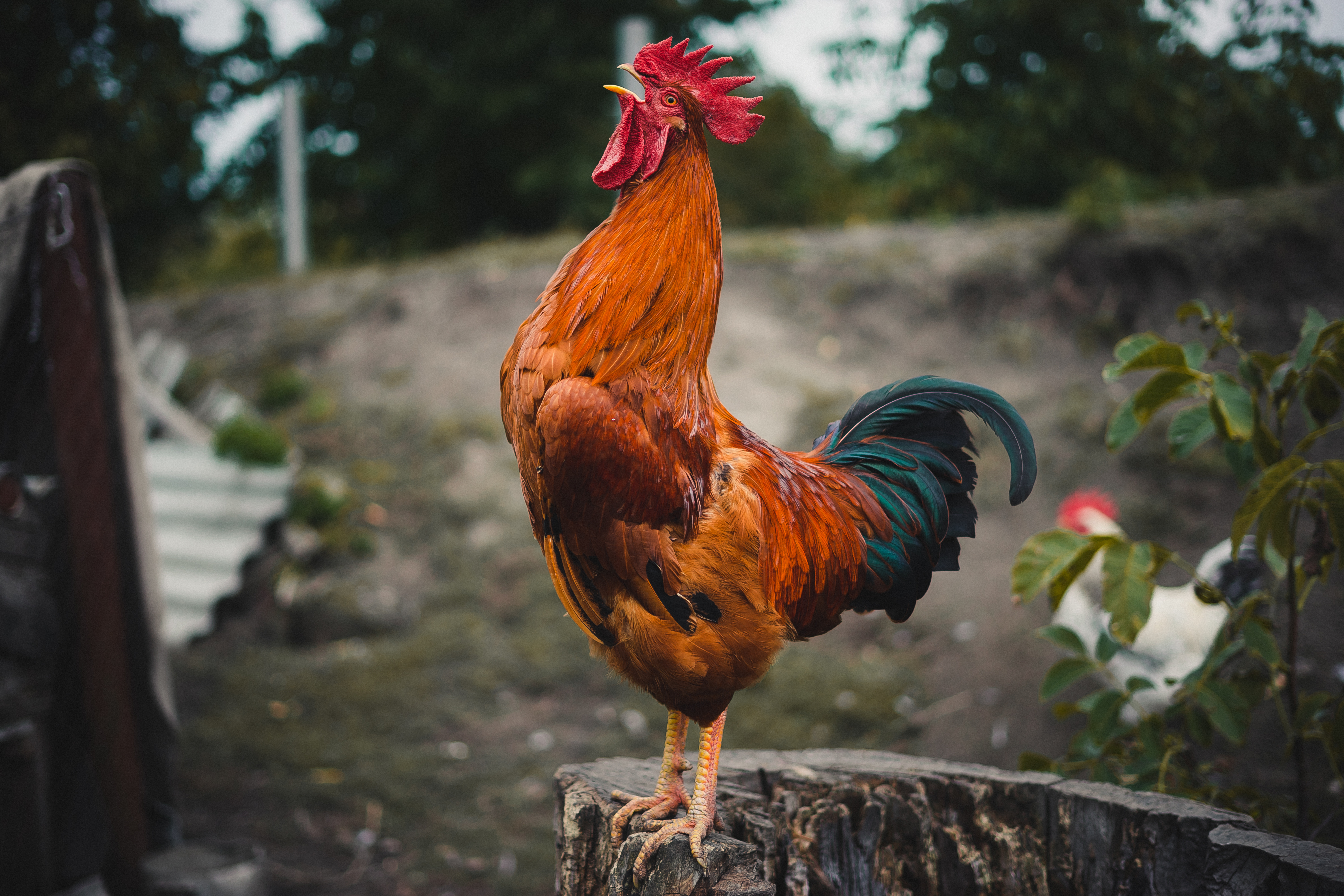 chant du coq