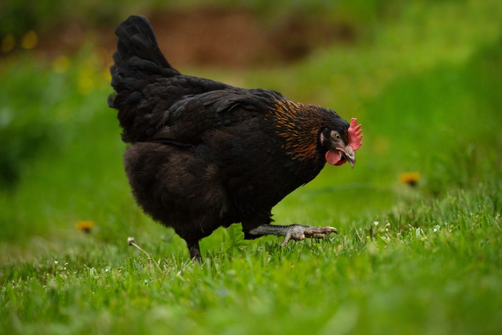 poule marans