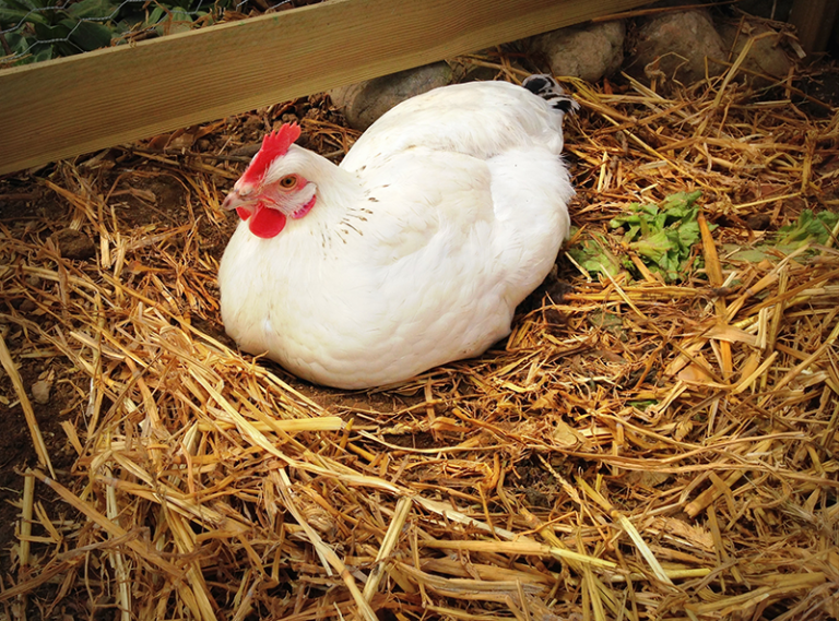 Pourquoi Mes Poules Ne Pondent Pas Que faire quand les poules ne pondent plus