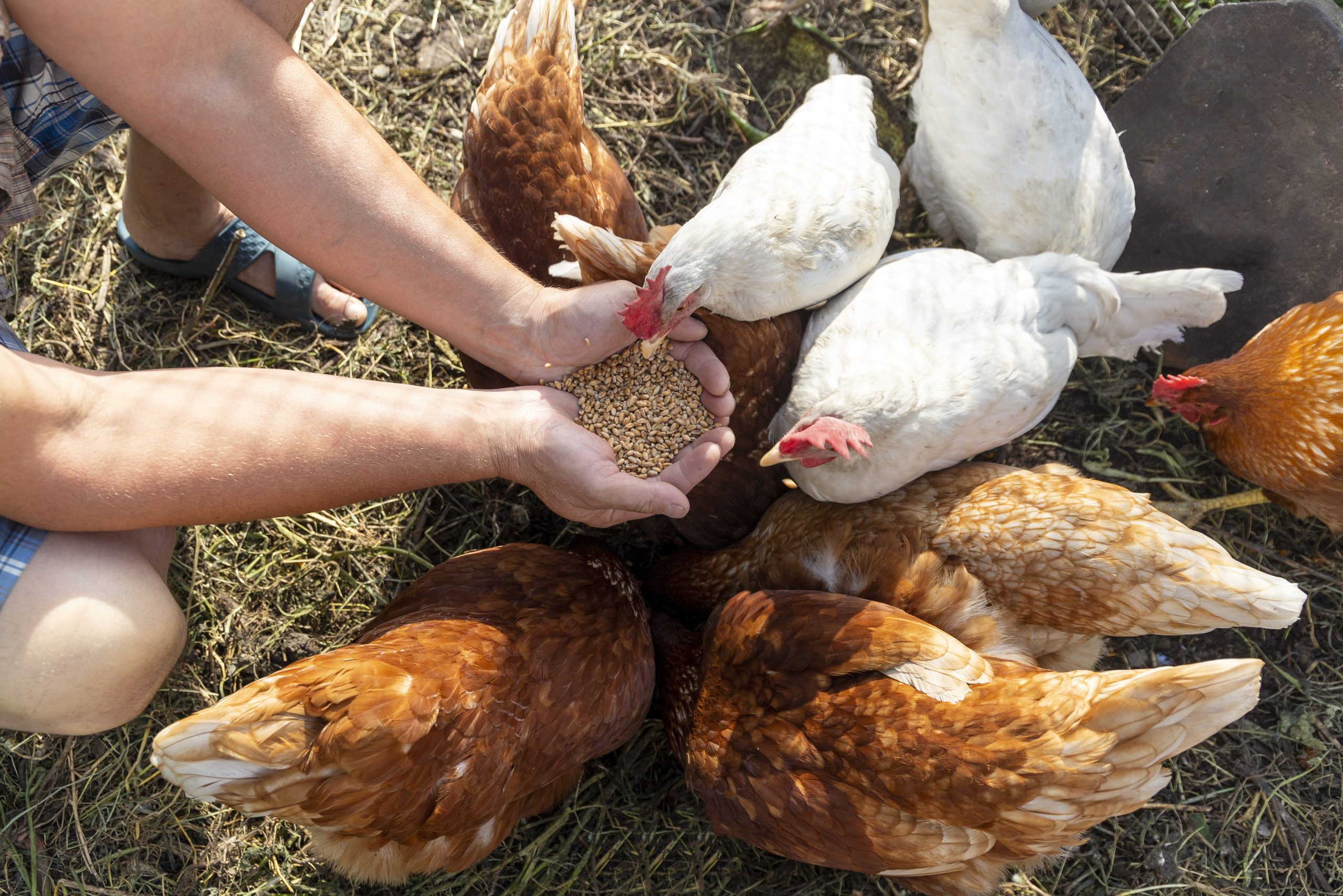 Quelle alimentation pour les poules ? 