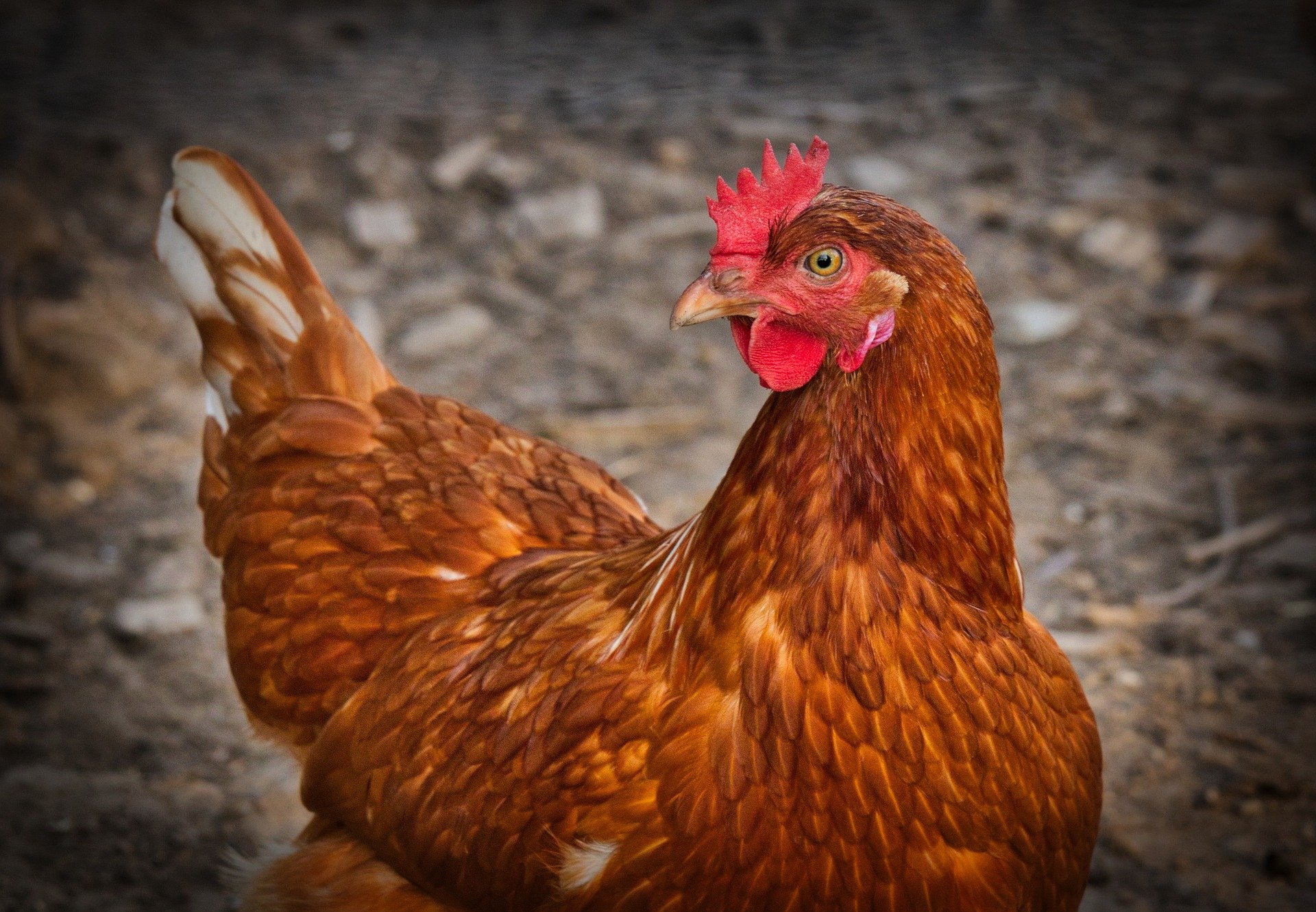 Rendre Ses Poules Heureuses Les Cles Pour Des Cocottes Epanouies