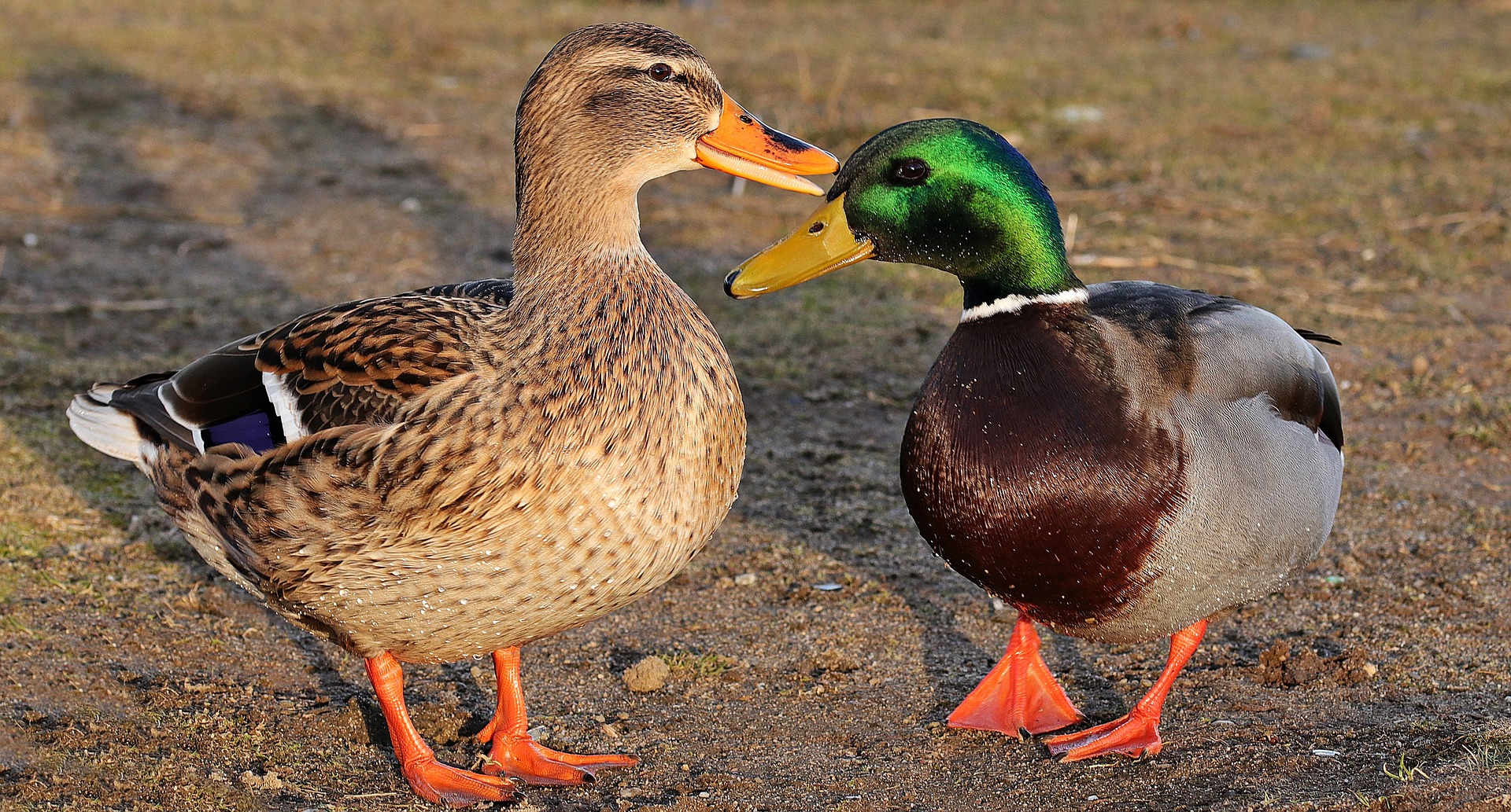 Canard de Rouen • Élevage et vente de canards de surface