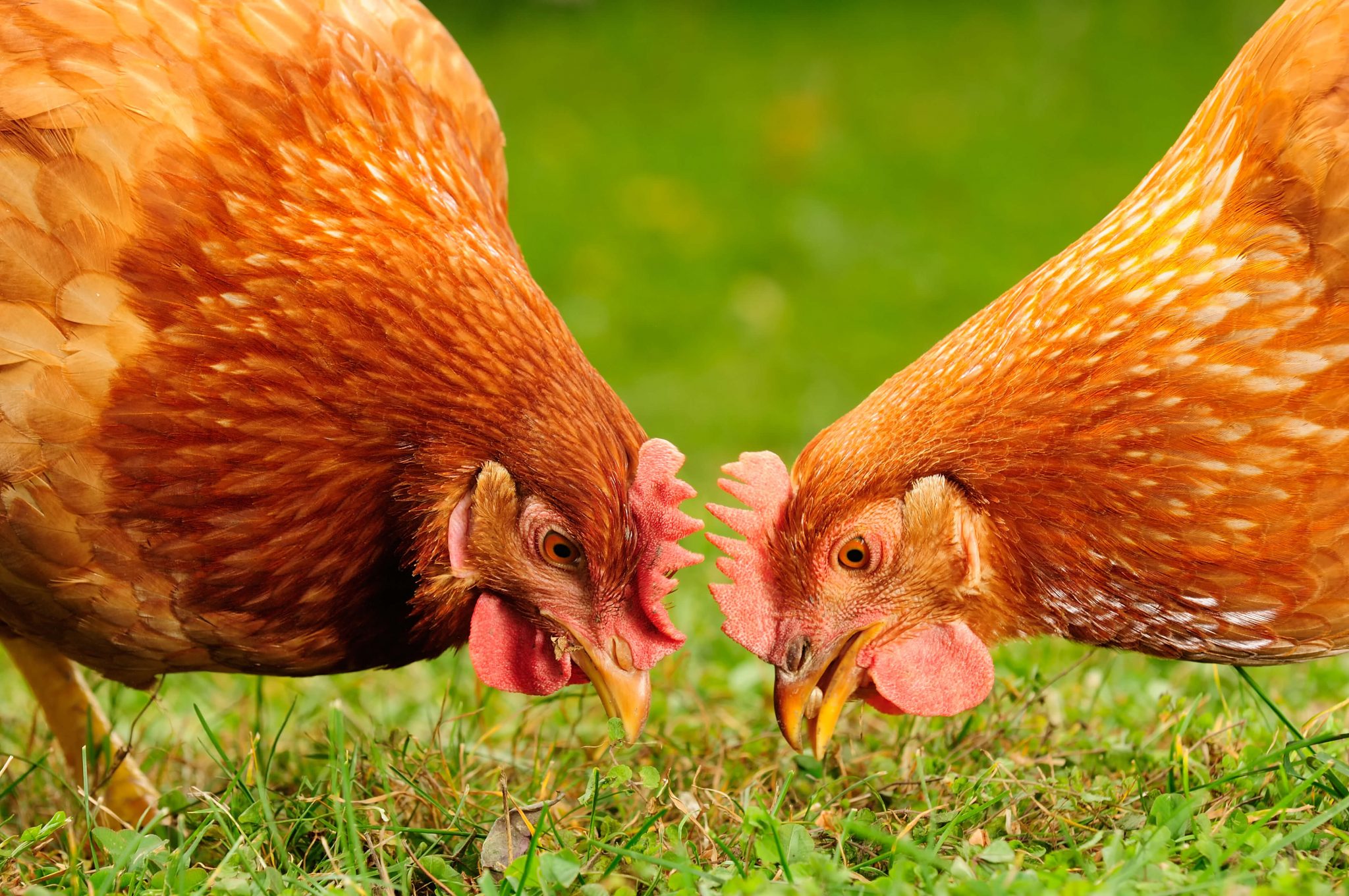 Combien de temps vit une poule ? Conseils Régal