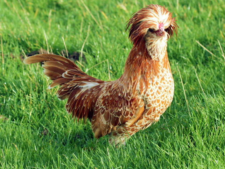 Top des 10 races de poules les plus tendances du moment