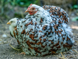 poule pekin