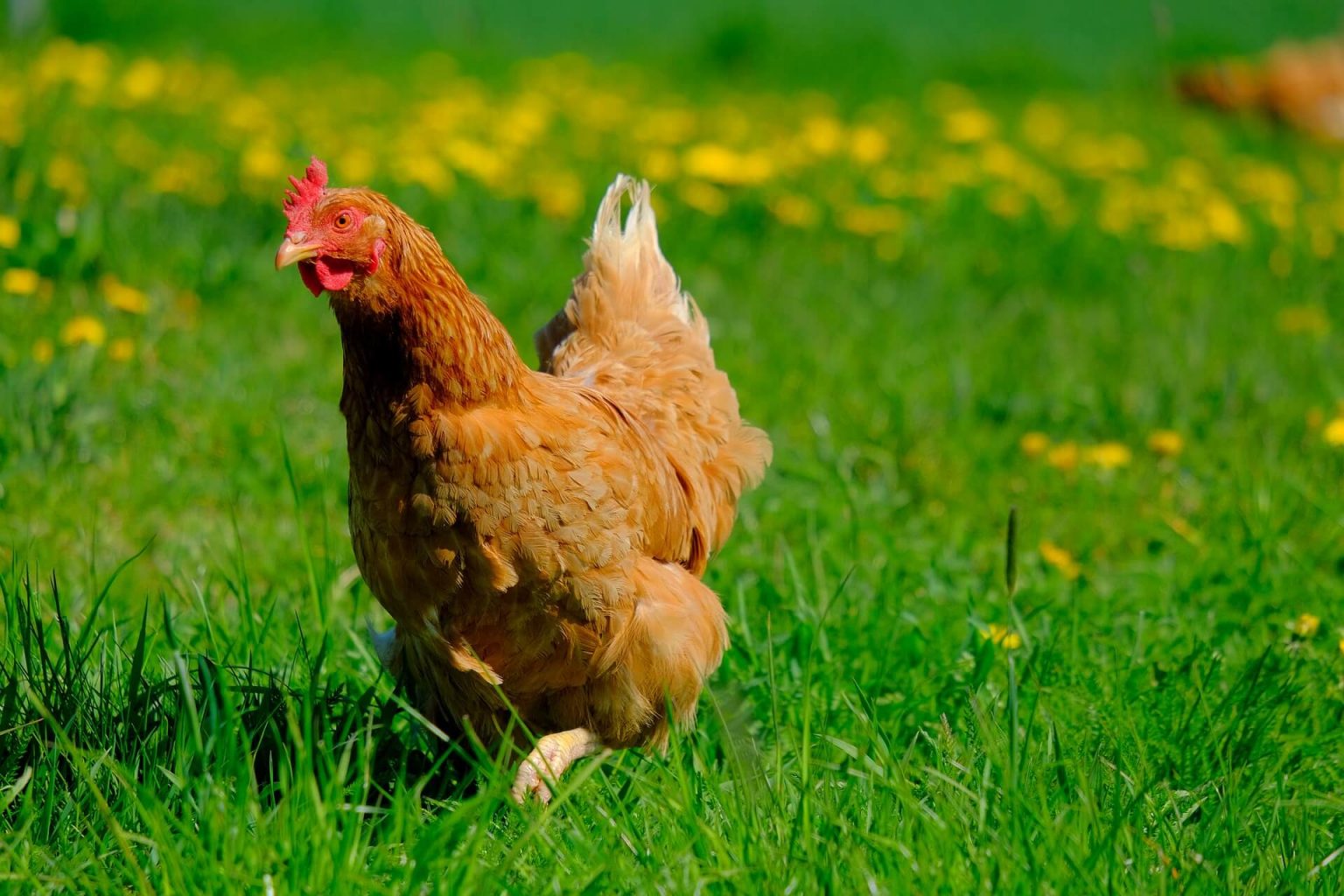 Avoir Un Canard Dans Son Jardin Adopter un canard domestique : Nos Recommandations