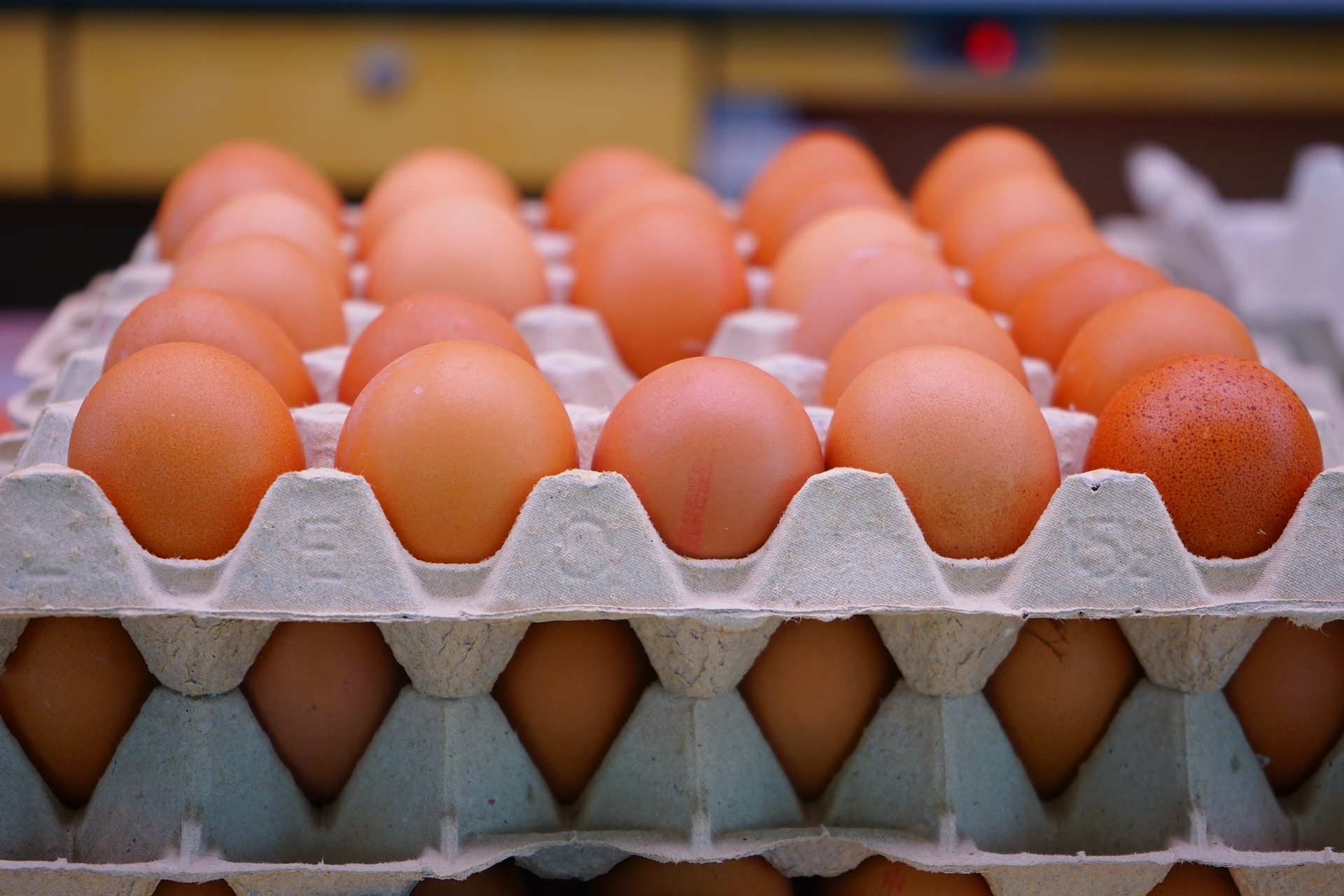 Combien De Temps Une Mesange Couve Ses Oeufs 5 idées pour apporter de l'ombre au poulailler - Régal