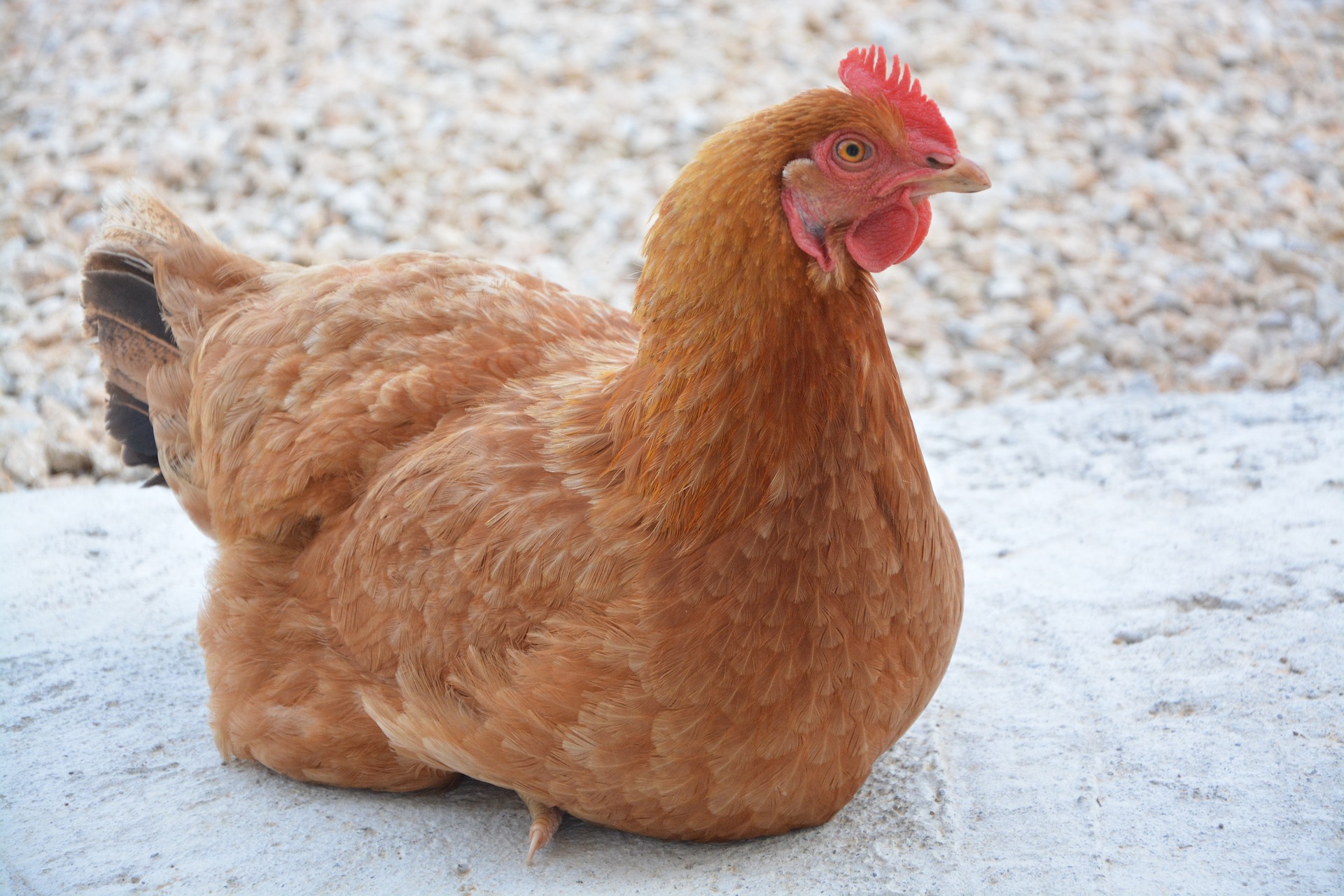 Poule Pondeuse Rousse - Les Volailles d'Occitanie