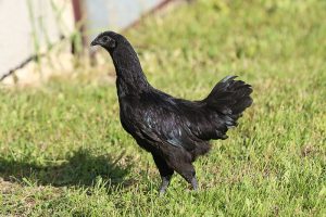 Poule Ayam Cemani