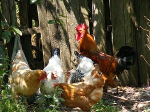Maladie des poules : Causes, Symptômes et Traitement - Blog