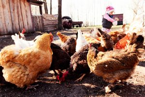 reste alimentaire aux poules