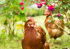 plantes dans poulailler