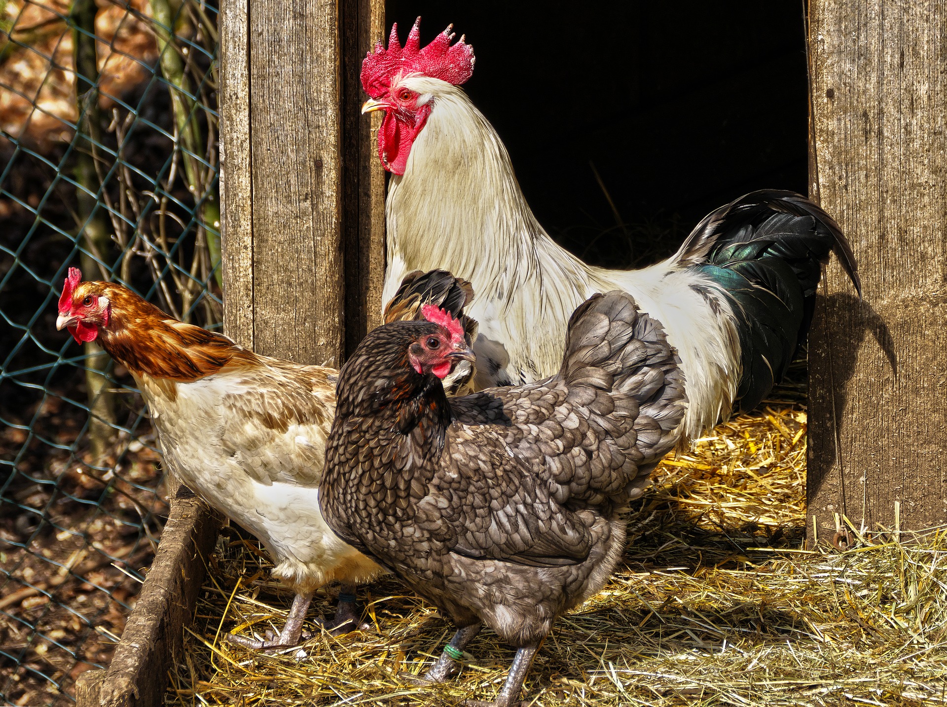 9 maladies qui empêchent vos poules de pondre - REGAL