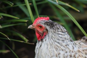 plantes toxiques pour poules