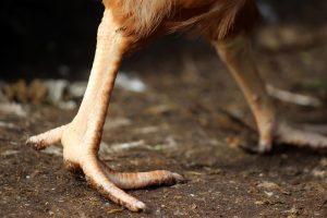 griffes et becs des poules