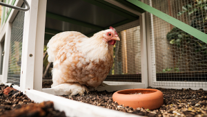 poule dans son poulailler