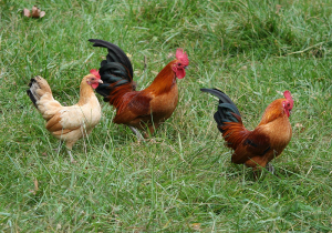 Différentes volailles dans le poulailler