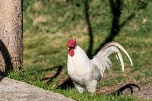 Apprivoiser une poule