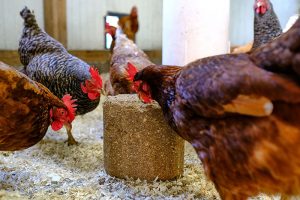 Poules et bloc à picorer