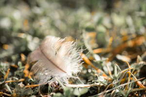 plume de poule
