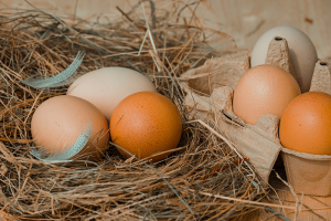 Stimuler la ponte des poules