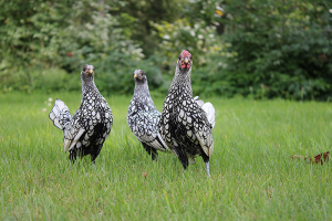 Poule Sebright anglaises