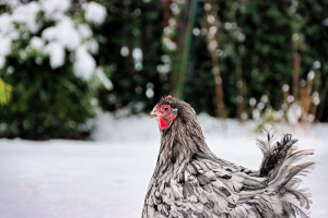 Poule dans la neige