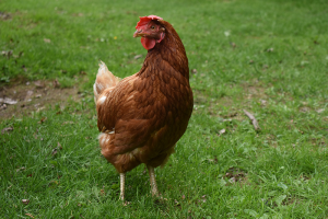 7 bonnes raisons de donner du vinaigre à ses poules