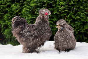 poules en hiver