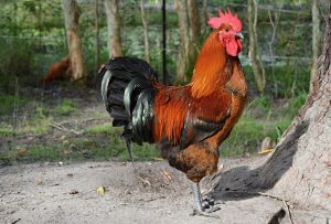 coq