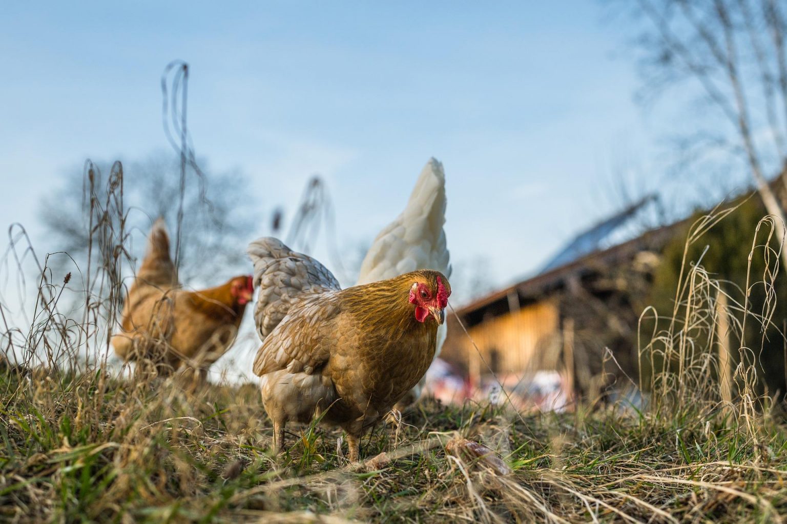 Le bain de poussière pour les poules un allié hygiène indispensable Le bain de poussière pour les poules un allié hygiène indispensable