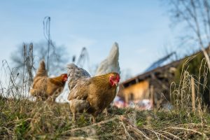 Poule bain de poussiere