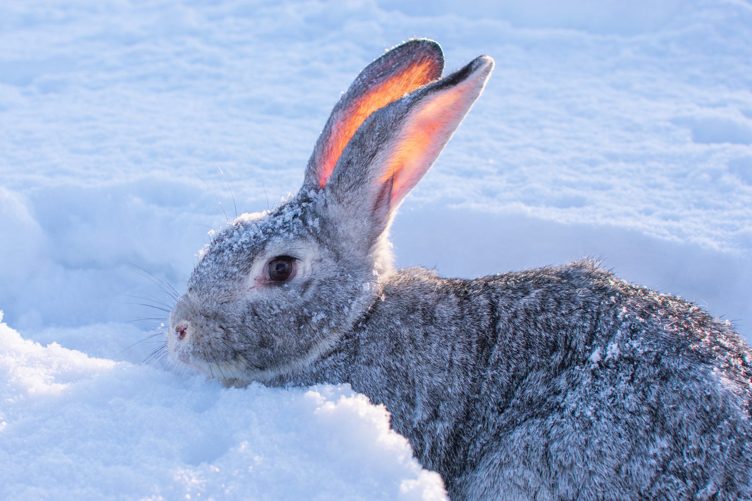 Mon lapin est agressif, pourquoi et que faire ? - Regal