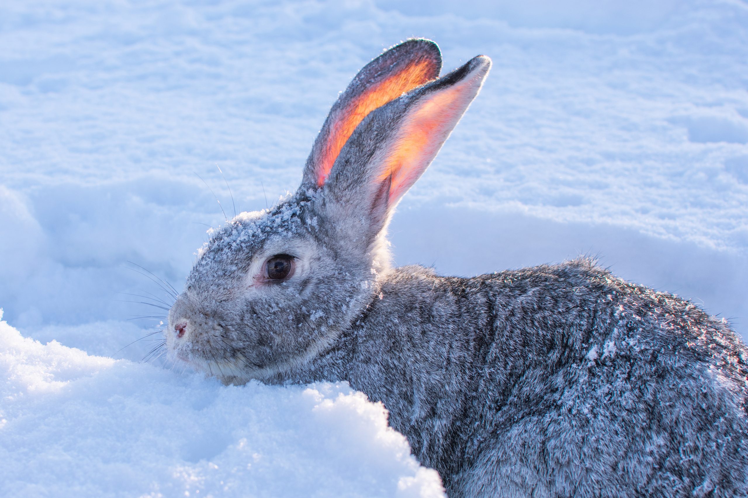 Ce matin un lapin - Le Point G, c'est pas forcément là où vous