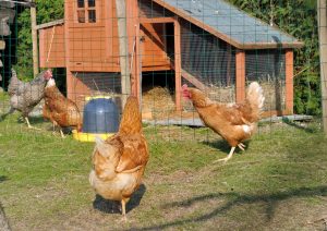 poulailler dans jardin