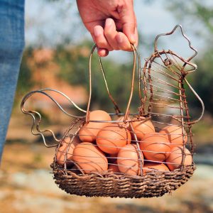 oeufs de poules