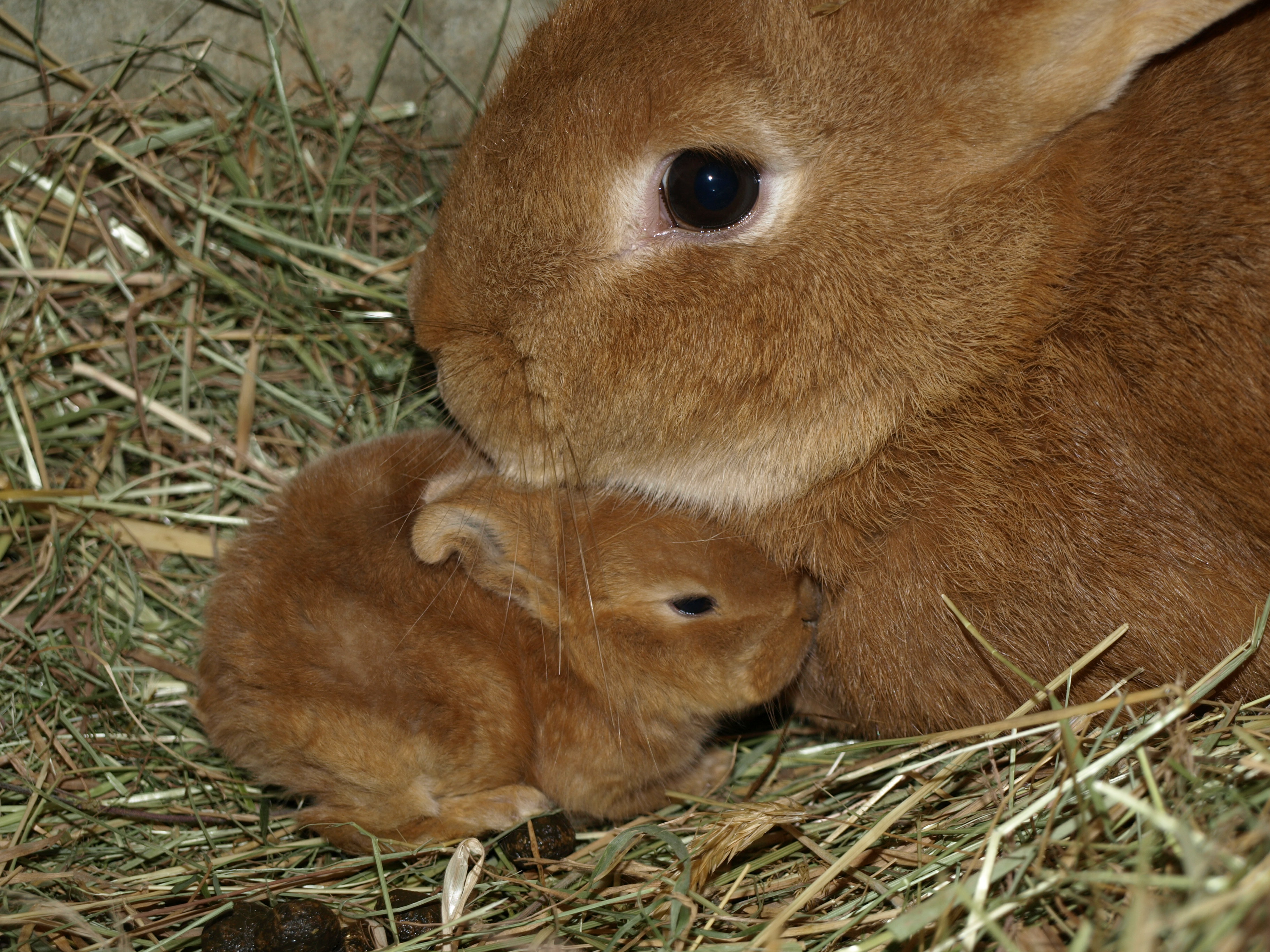 lapine et son bébé
