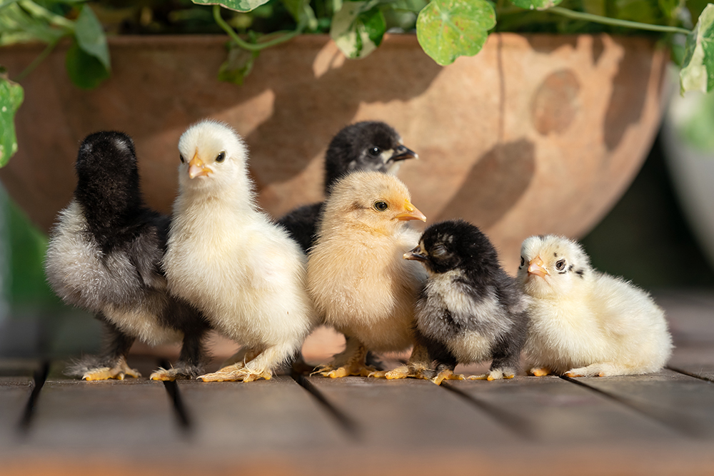 9 maladies qui empêchent vos poules de pondre - REGAL