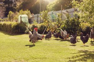 poules et potager