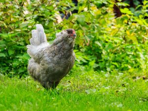 La poule Araucana