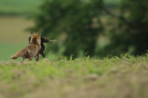 renard poulailler