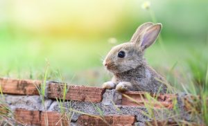 maladie du lapin