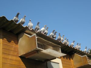 pigeons voyageurs