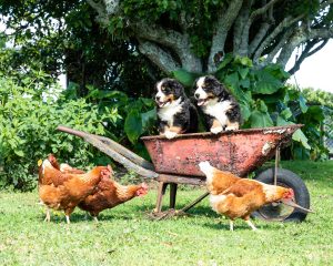 chiens et poules cohabitation