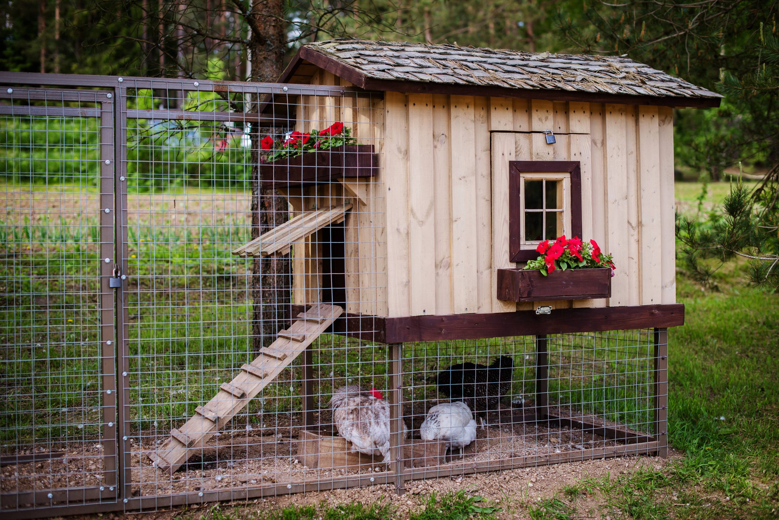 Toit Chicken 5 produits naturels pour nettoyer le poulailler - REGAL