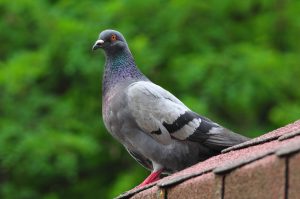 pigeon