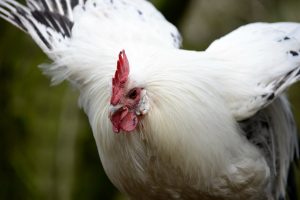 DAR'WIN Mélange céréales + granulés pour poules pondeuses